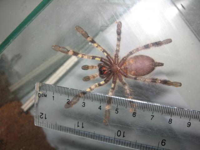 Poecilotheria regalis