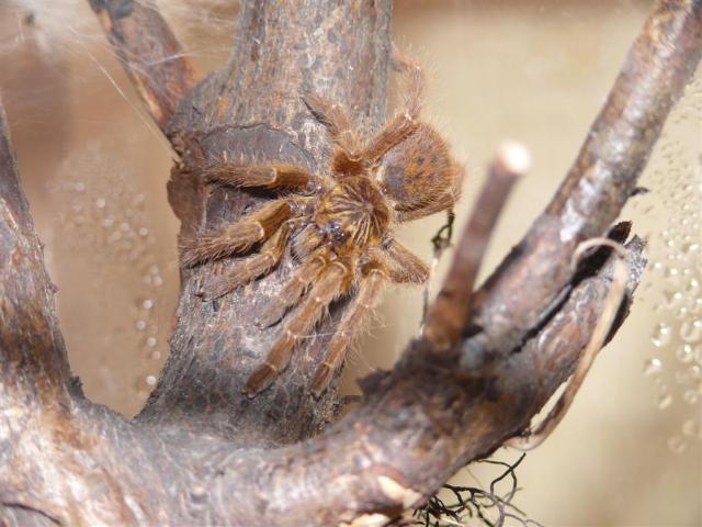 Pterinochilus sp. "usambara"