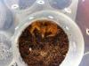 pterinochilusmurinus1_t1.jpg