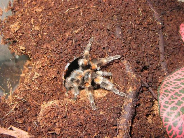 B. smithi