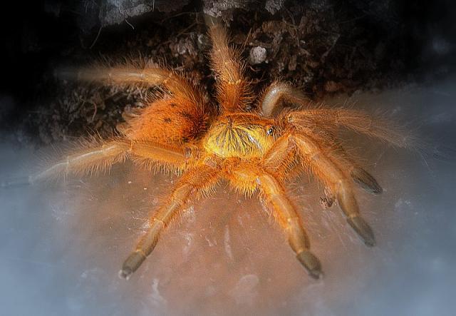 Pterinochilus murinus