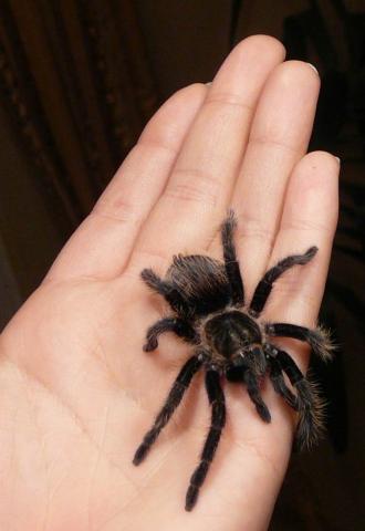 B. albopilosum
