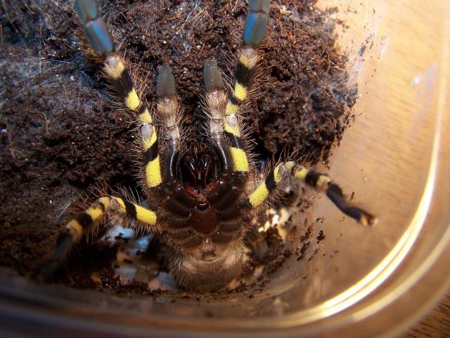 regalis 