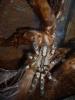 regalis1_t1.jpg