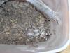 regalis2_t1.jpg