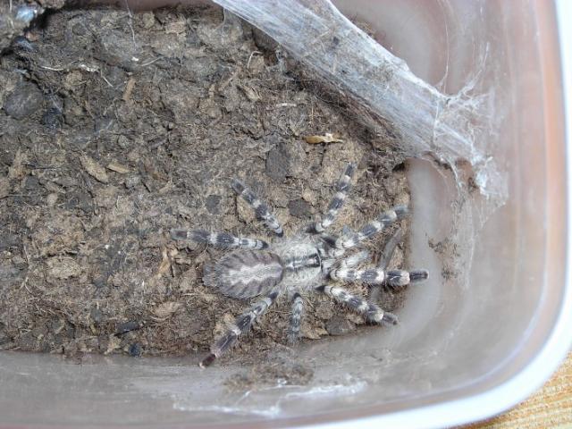 p.regalis