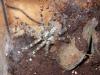 regalis_t1_1.jpg