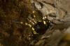 regalis_t1_1_2_3_4.jpg
