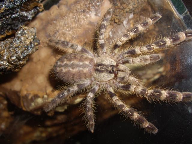 Storulis