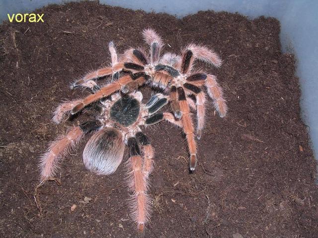 Megaphobema robusta