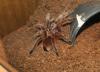 rosea_t1_1_2_3_4.jpg