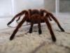 rosea_t1_1_2_3_4_5_6_7.jpg