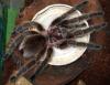 rosea_t1_1_2_3_4_5_6_7_8_9_10_11.jpg