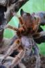 rosea_t1_1_2_3_4_5_6_7_8_9_10_11_12.jpg