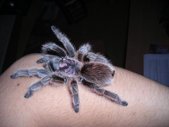g.rosea