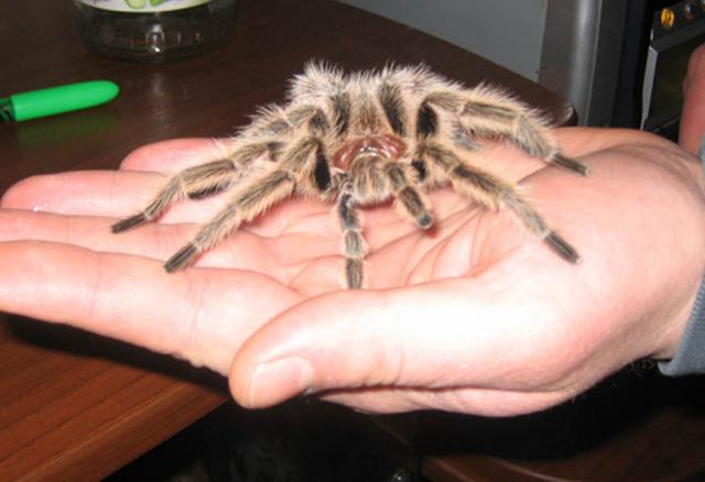 G. rosea