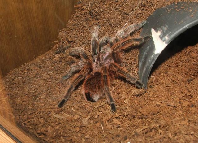 Grammostola rosea