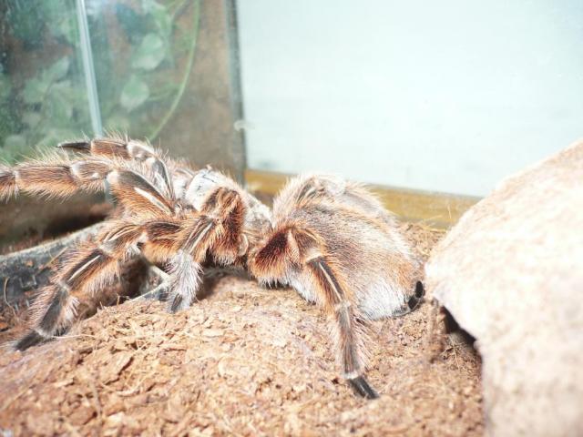 G. rosea