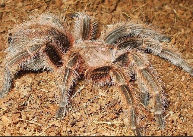 rosea