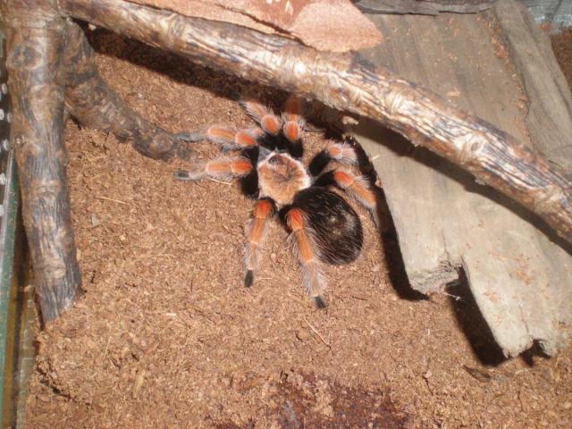 B. boehmei