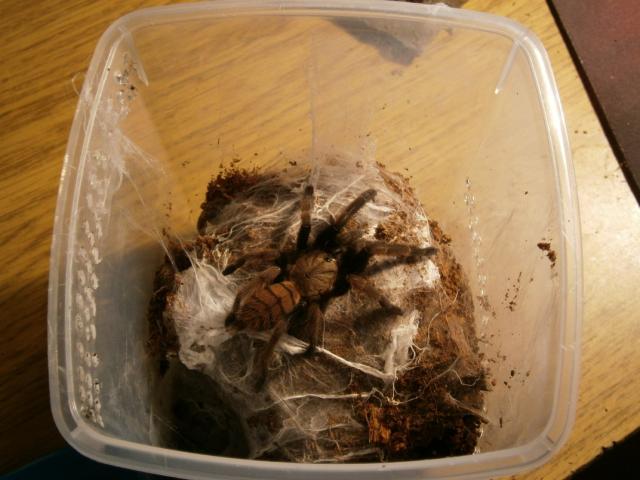 Chilobrachys fimbriatus