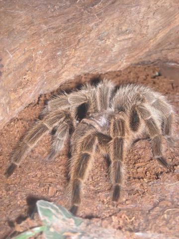 Grammostola Rosea