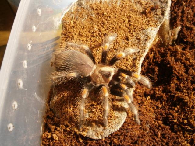 Brachypelma auratum
