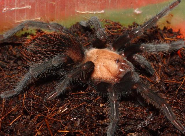 Brachypelma ruhnaui
