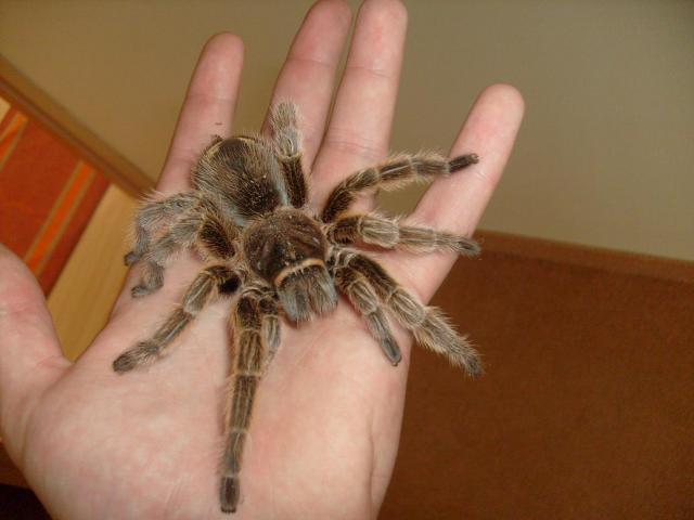 G. rosea
