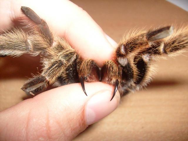 Grammostola rosea