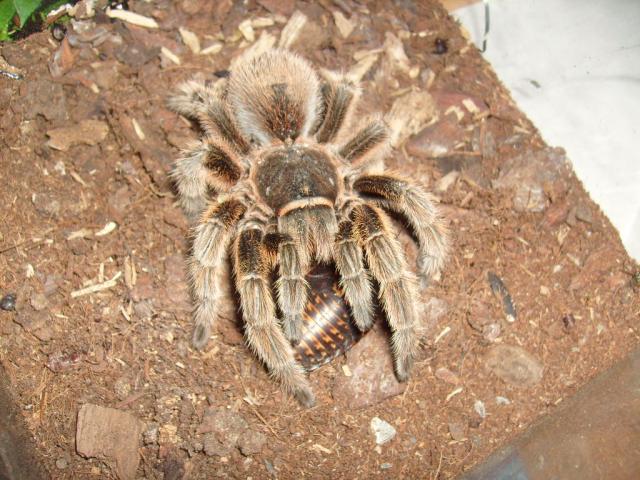 G. rosea