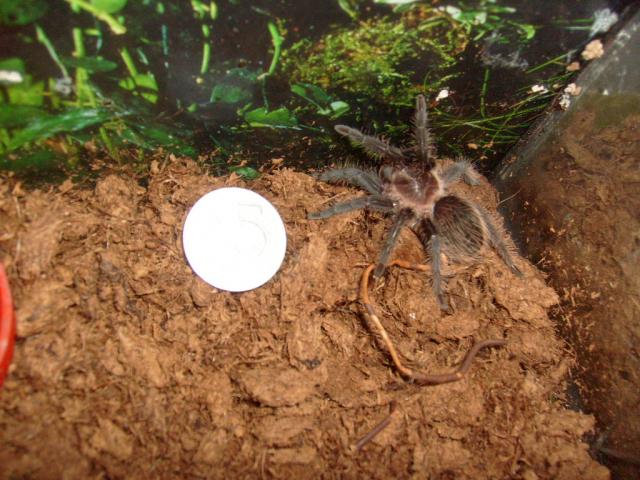 B. albopilosum