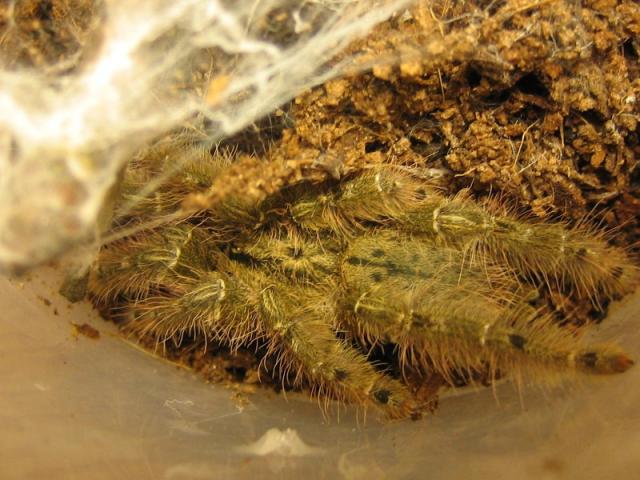 S. calceatum