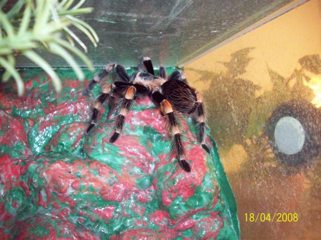 B. smithi