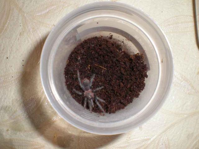 Brachypelma sabulosum