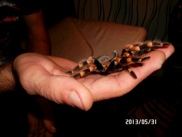 B.Smithi