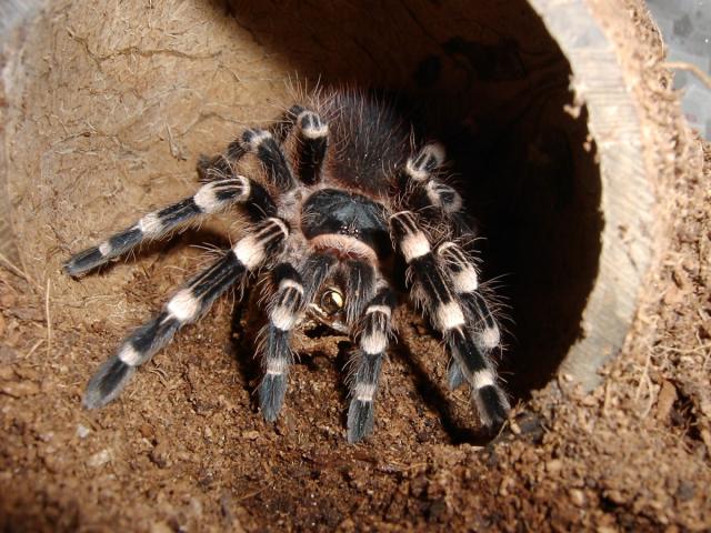 Geniculata maitinasi