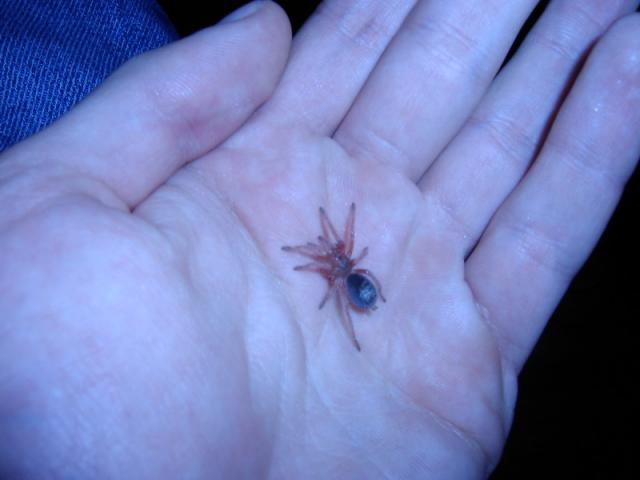 G. rosea l4