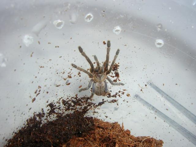 H.Lividum