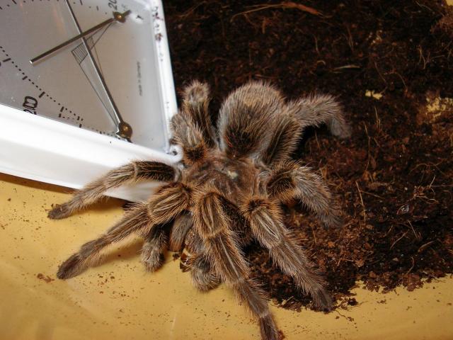 Mano pirmas voriukas :) G.rosea