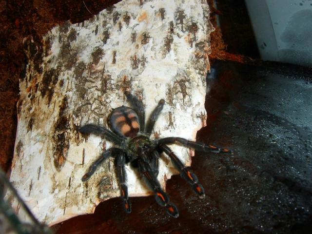 P. irminia