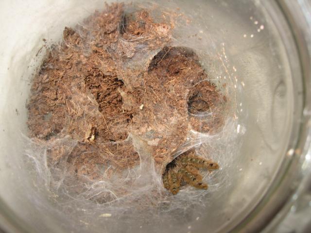 Stromatopelma calceatum