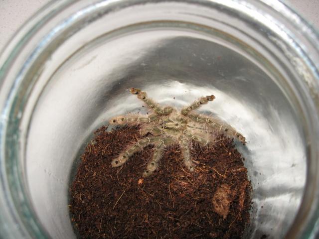 Stromatopelma calceatum