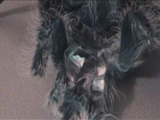 B. albopilosum