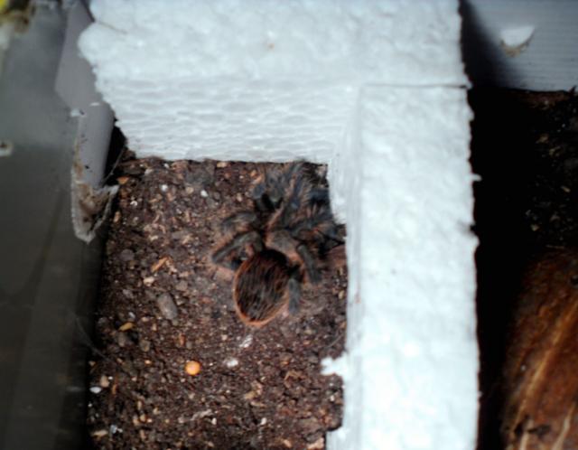 B.Albopilosum katik išsinėres 