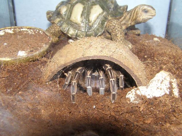 Seemanni apartamentuose