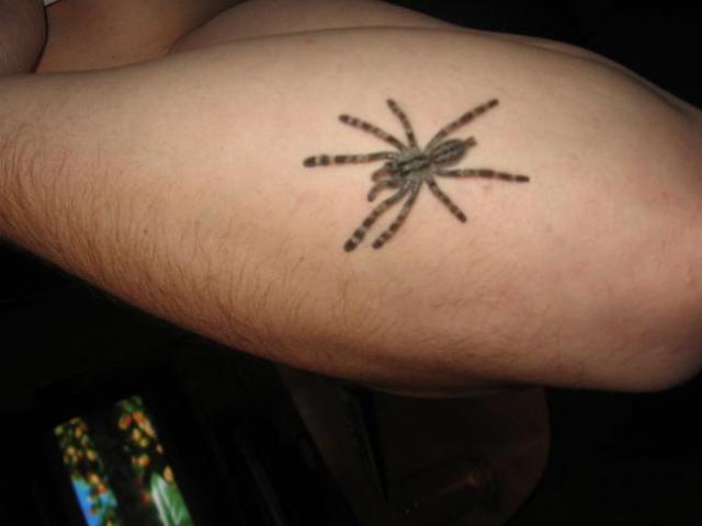 P. fasciata