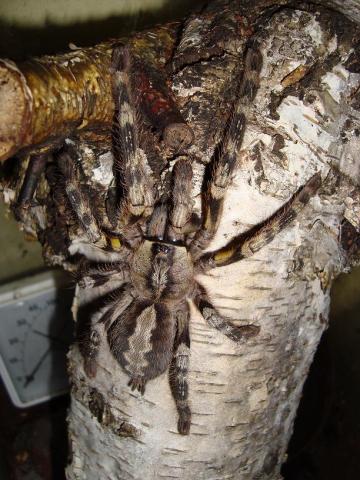 P. fasciata