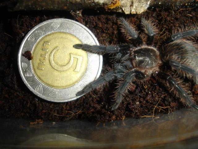 B. albopilosum