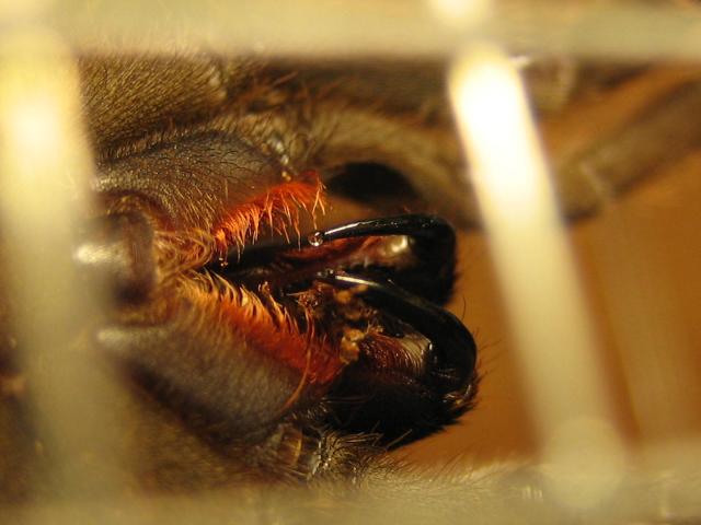 Selenocosmia javanensis